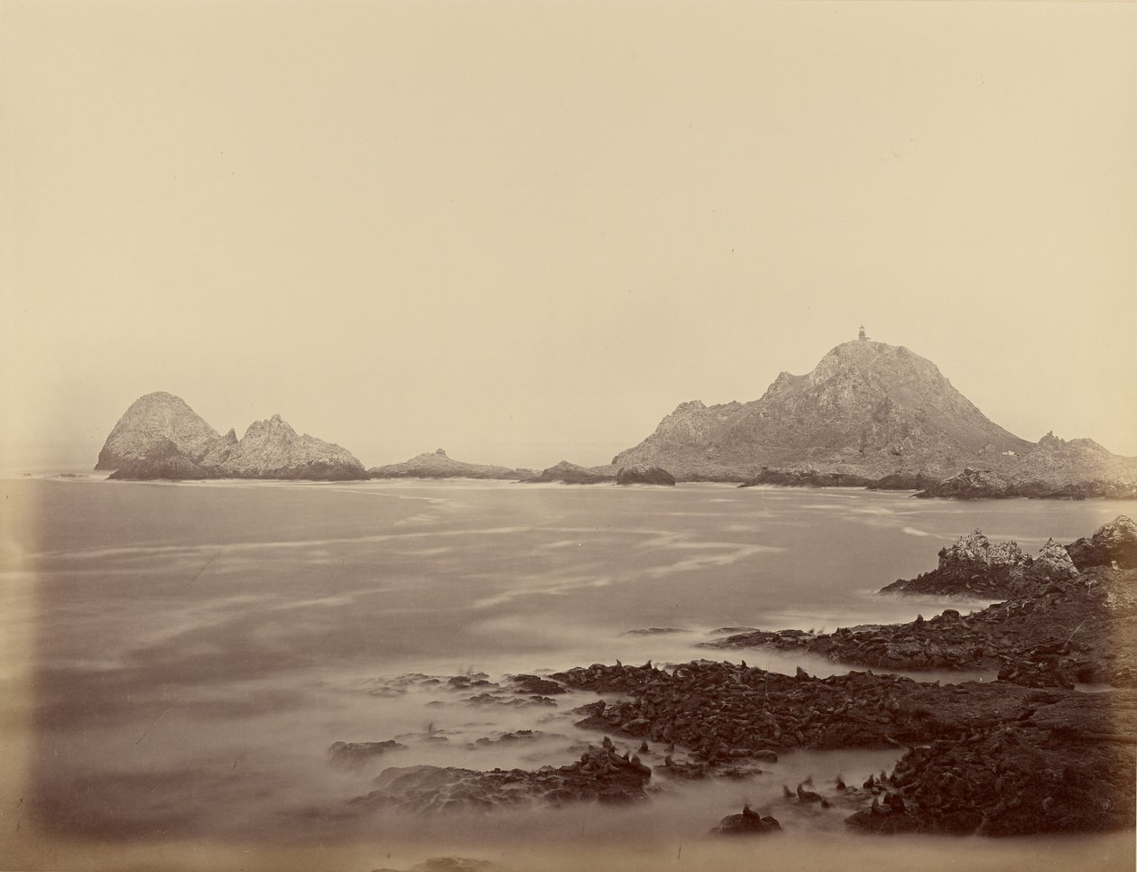 Seal Point depuis l