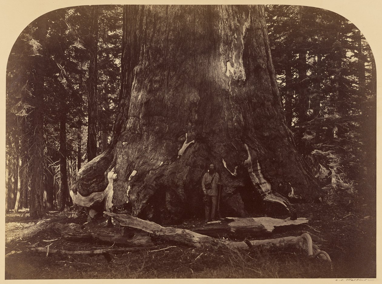 Section du Grizzly Giant, Mariposa Grove, diamètre 33 pieds - Carleton Watkins