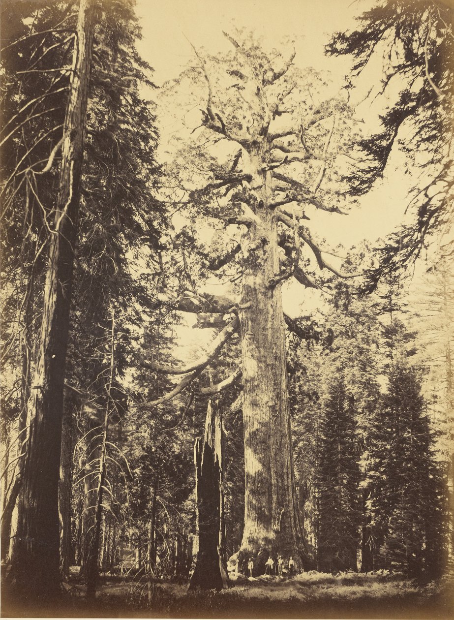 Sequoia gigantea - «Grizzly Giant» - Mariposa Grove - Carleton Watkins
