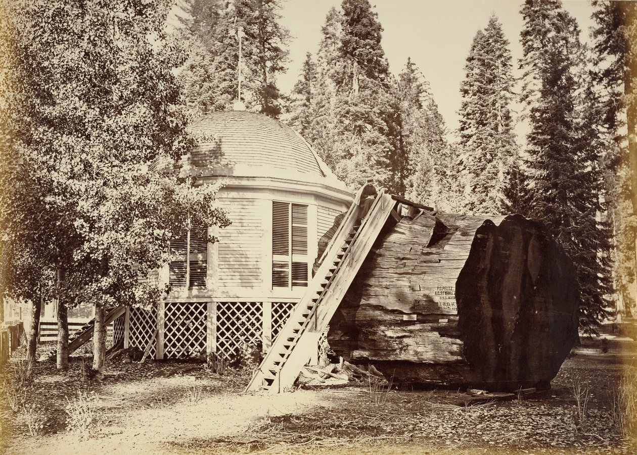 Le pavillon sur la souche, 28 pieds de diamètre - Carleton Watkins