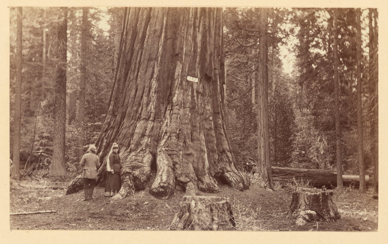 [La fierté de la forêt, Calaveras Grove] - Carleton Watkins