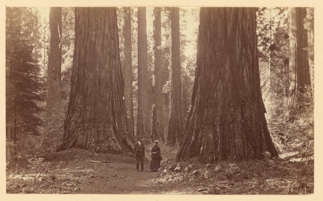 Les Trois Grâces, Calaveras Grove - Carleton Watkins