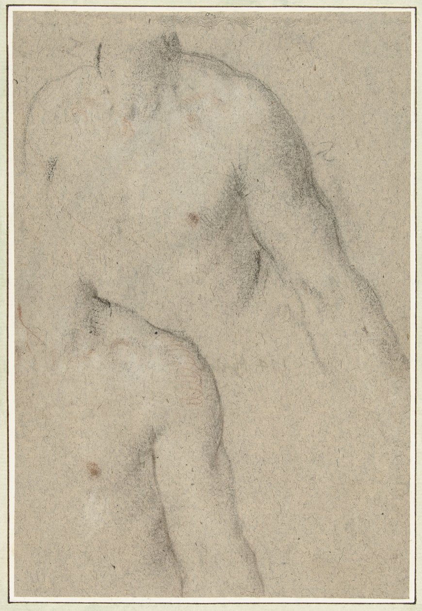 Deux études du torse d