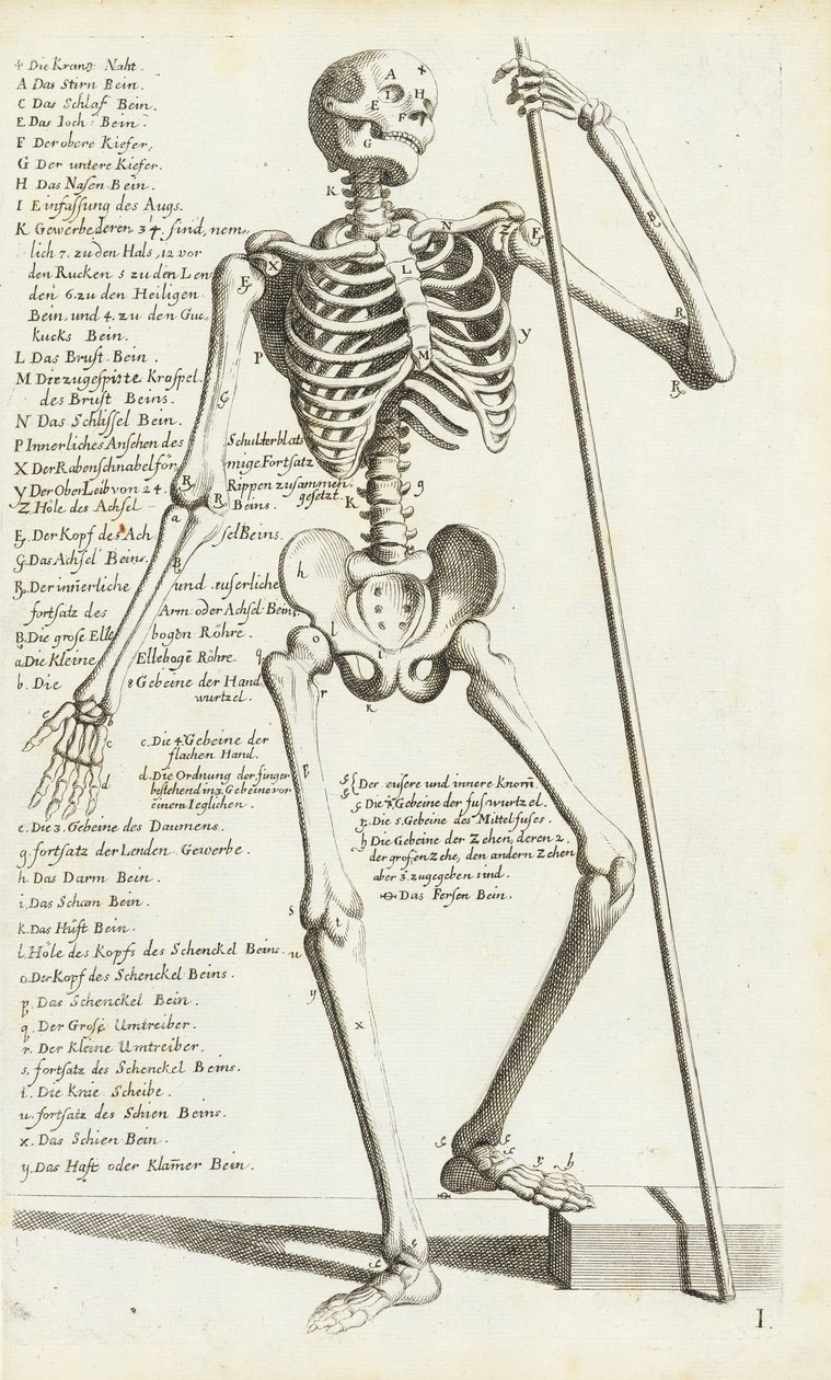 Étude anatomique du squelette humain par Carlo Cesi - Carlo Cesi