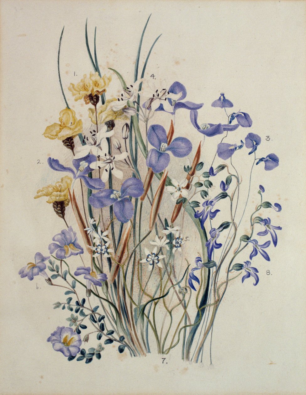 Fleurs de printemps, 19ème siècle - Caroline Louisa Meredith