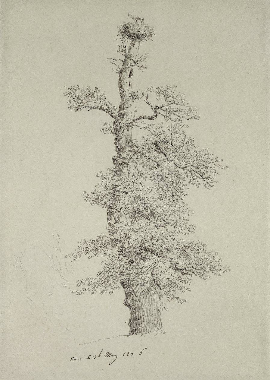 Ancien chêne avec un nid de cigognes, 23 mai 1806 - Caspar David Friedrich