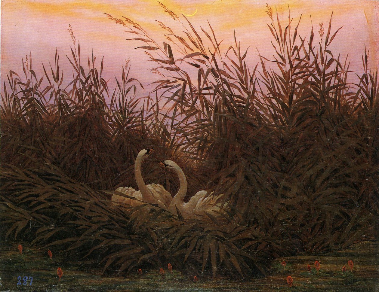 Allemand : Schwäne im Schilf beim ersten Morgenrot Cygnes dans les roseaux à la première aube - Caspar David Friedrich