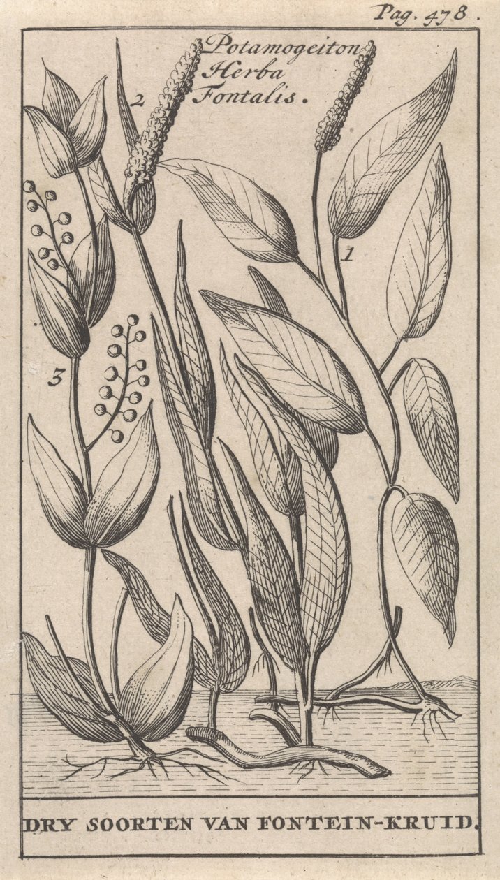 Trois types de potamot - Caspar Luyken
