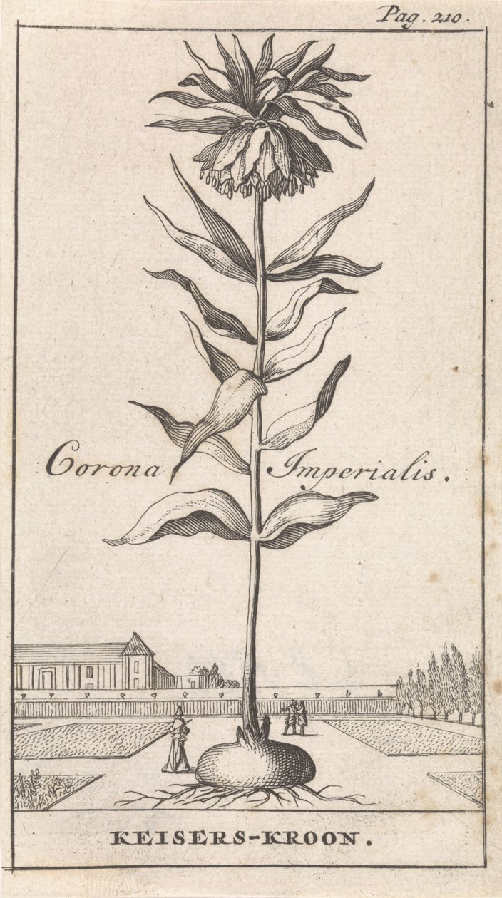 Couronne impériale - Caspar Luyken