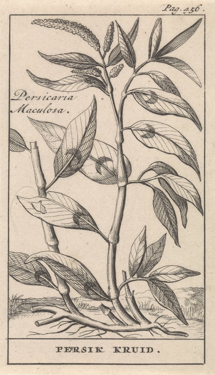 Renouée persicaire - Caspar Luyken