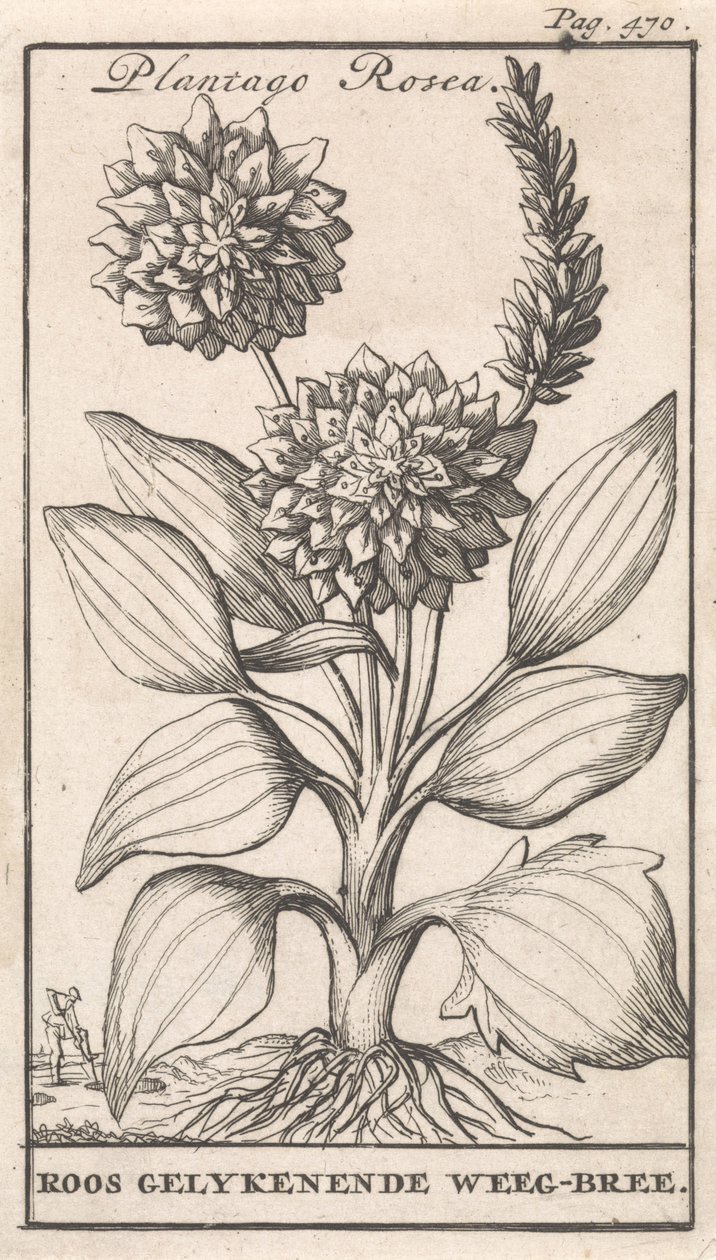 Page de titre et huit estampes avec des fleurs - Caspar Luyken