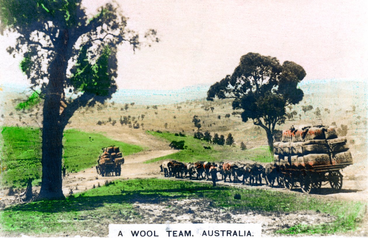 Une équipe de laine, Australie, vers les années 1920 - Cavenders Ltd