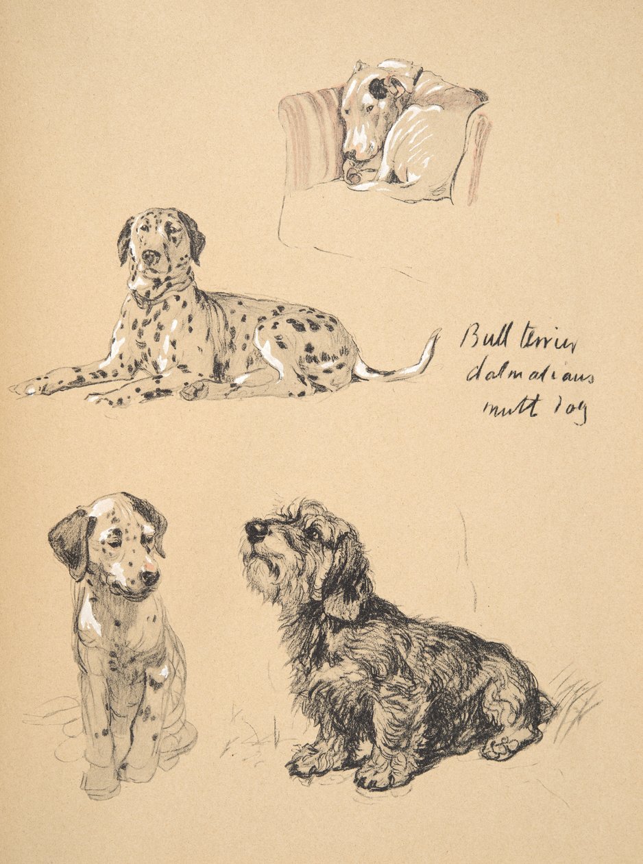 Bull Terrier, Dalmatiens et Chien bâtard, 1930, Illustrations de son carnet de croquis utilisées pour Just Among Friends, publié par Eyre et Spottiswoode Limited - Cecil Charles Windsor Aldin