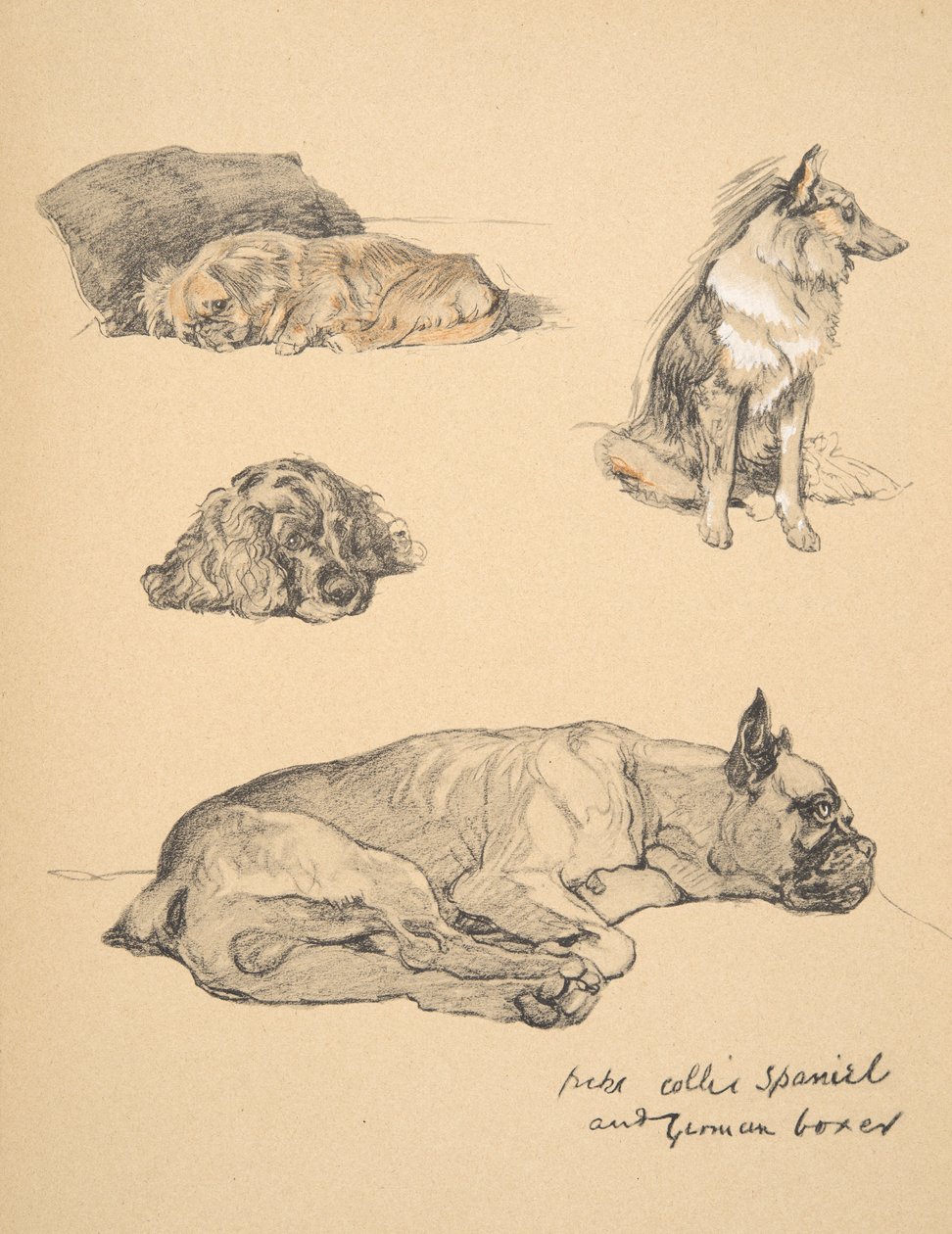 Peke, Collie, Épagneul et Boxer allemand, 1930, illustrations de son carnet de croquis pour 