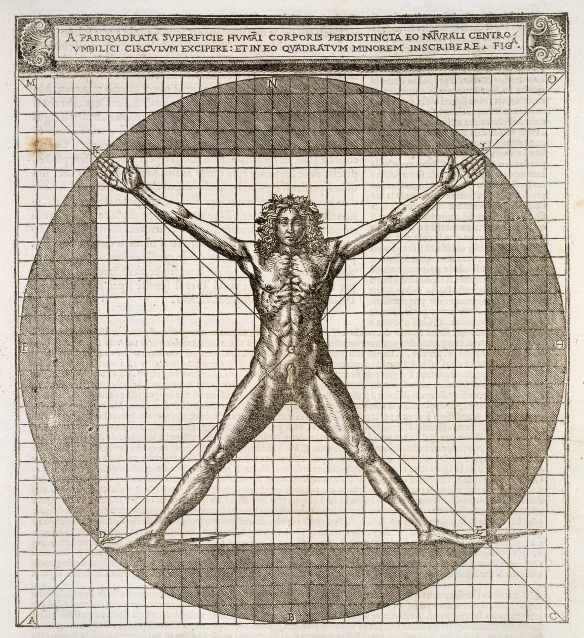 Proportions idéales révélées basées sur le corps humain, de 