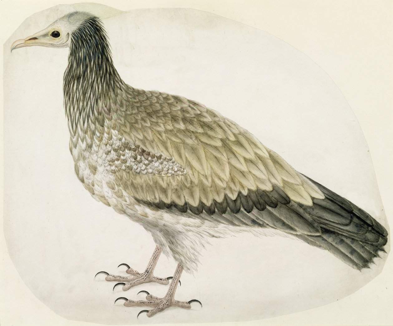 Vautour égyptien, vers 1736 - Charles Collins