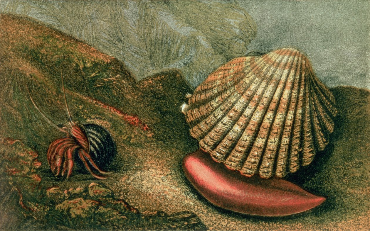 Cardum Rusticum et Pagurus Bernhardi dans une coquille de bigorneau, de 