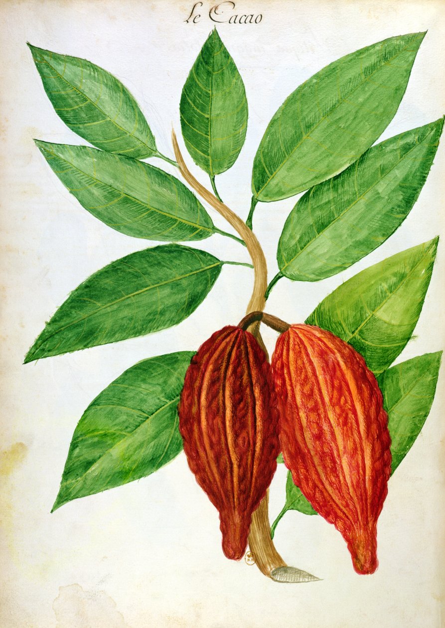 Cacao, d