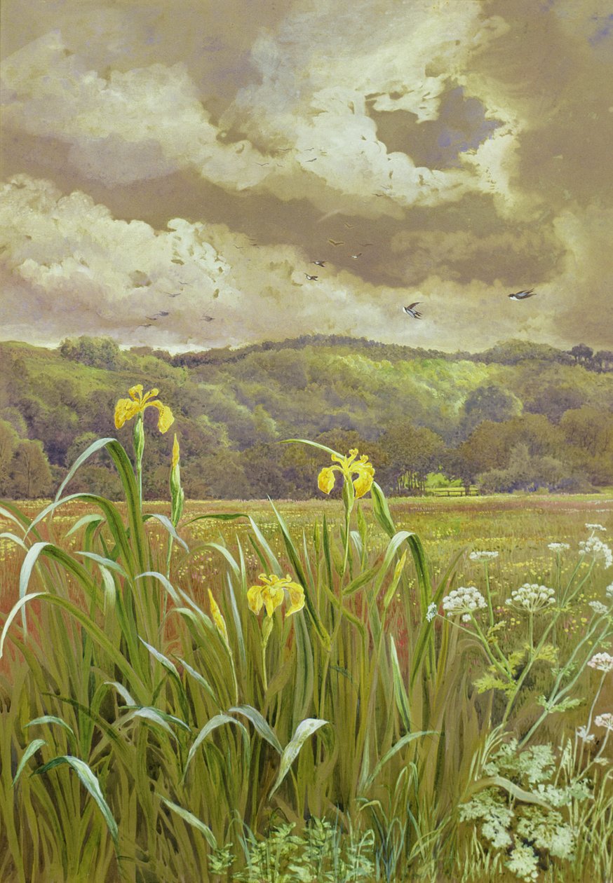 Iris et cerfeuil sauvage - Charles Robertson