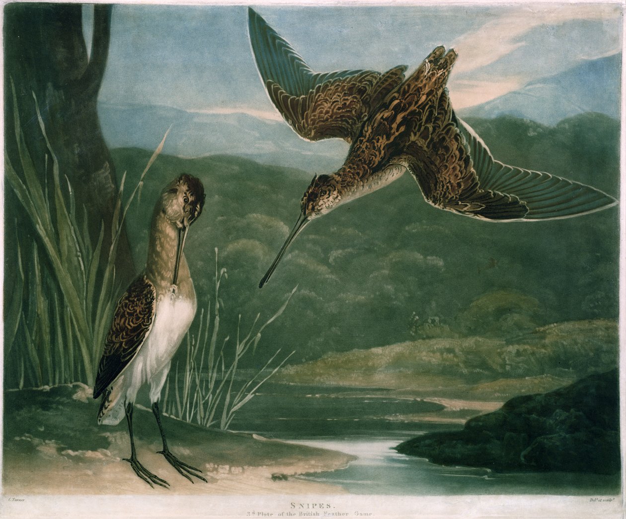 Bécassines, planche 3 de British Feather Game, gravée par l