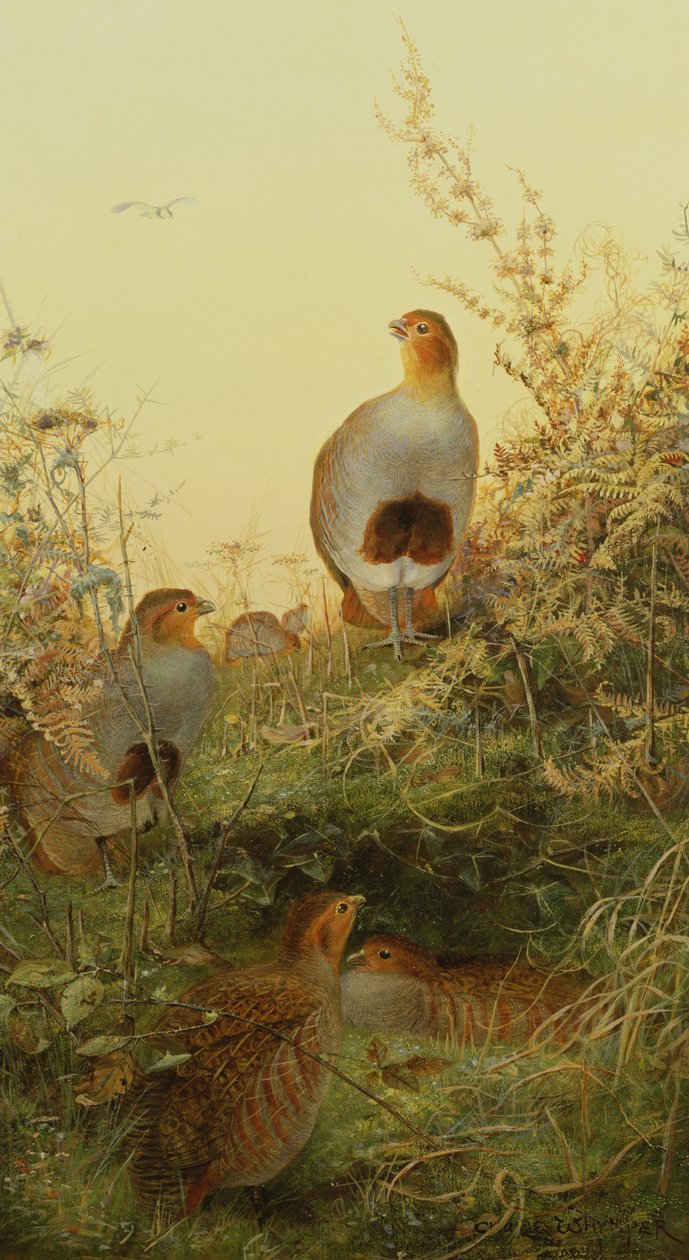 Une compagnie de perdrix dans la fougère au coucher du soleil - Charles Whymper