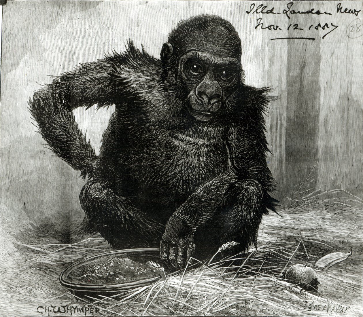 Le gorille aux jardins de la Société zoologique, de 