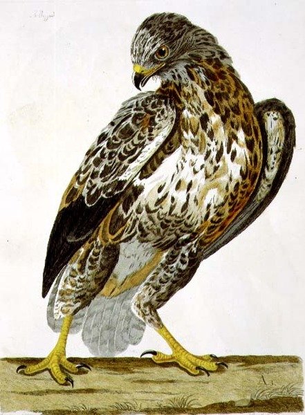 La Buse (Buteo buteo) planche de 