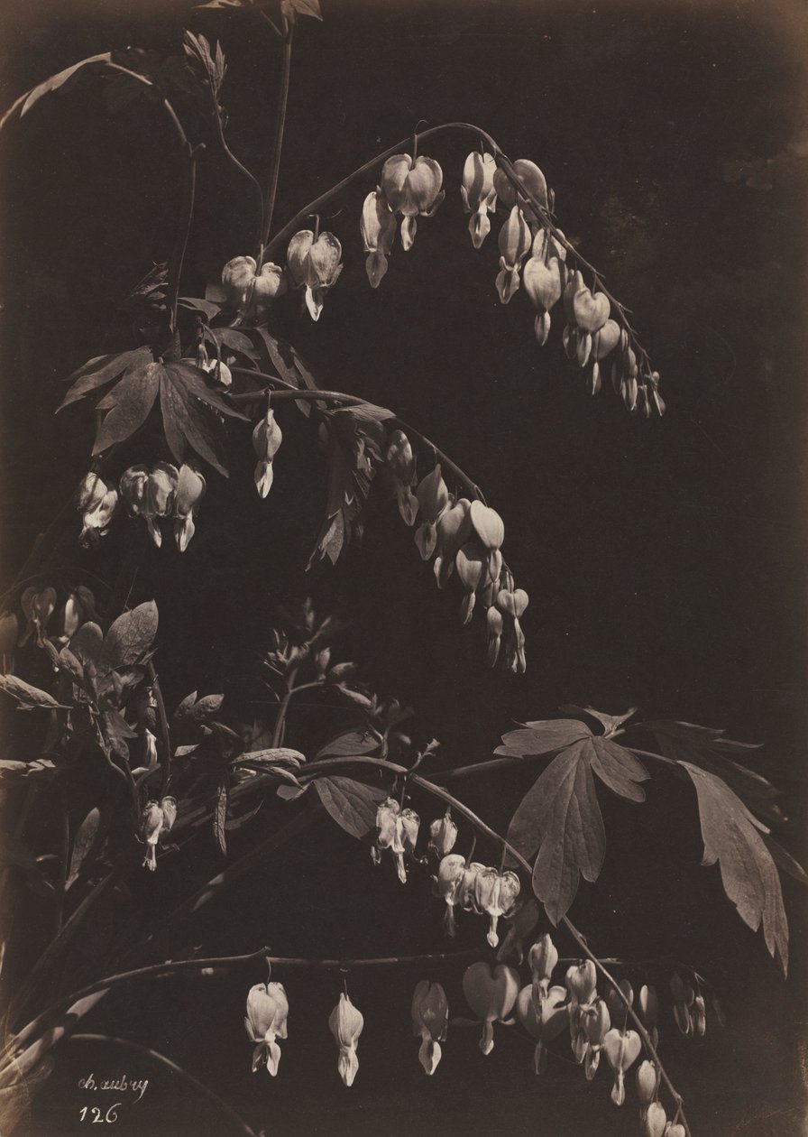 Nature morte florale Cœurs saignants, vers 1865 - Charles Aubry