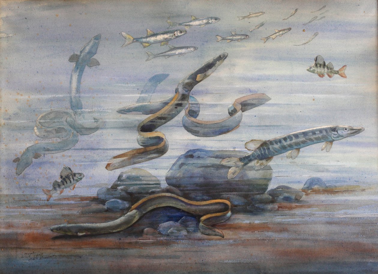 Poissons de mer, c.1907 - Charles Bernier