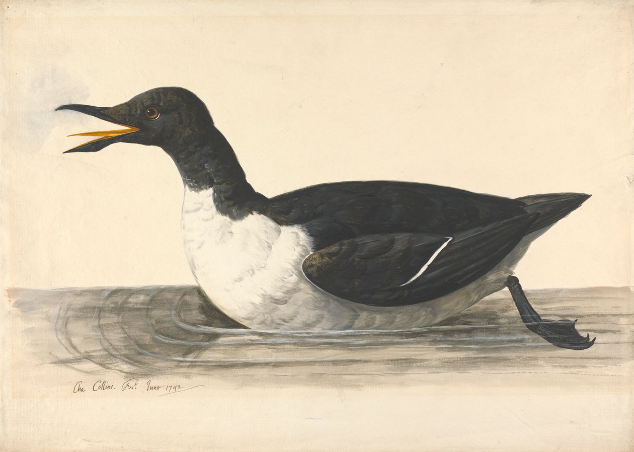 Un Guillemot, juin 1742 - Charles Collins