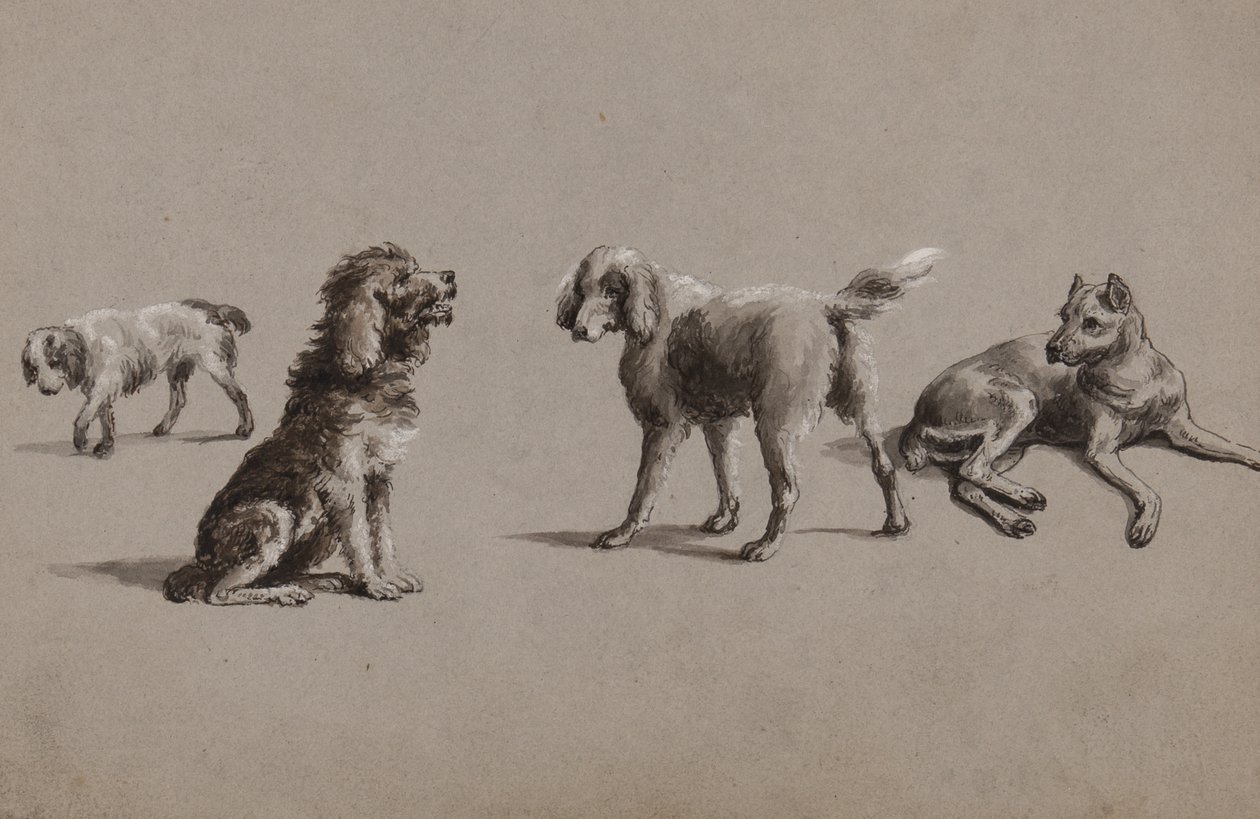 Études de chiens - Charles Cooper Henderson