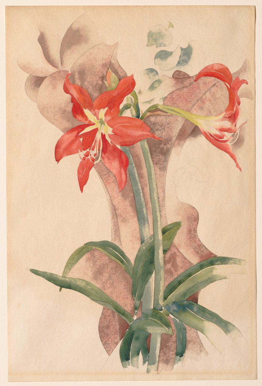 Amaryllis - Charles Demuth