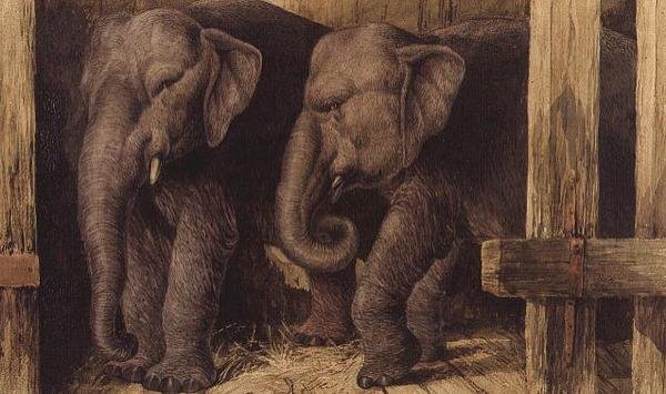 Deux éléphants - Charles Edward Brittan