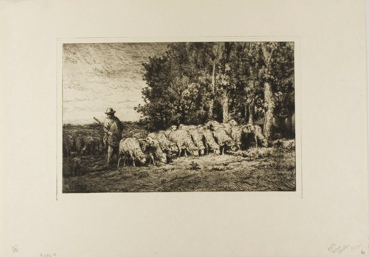 Troupeau de moutons au bord d