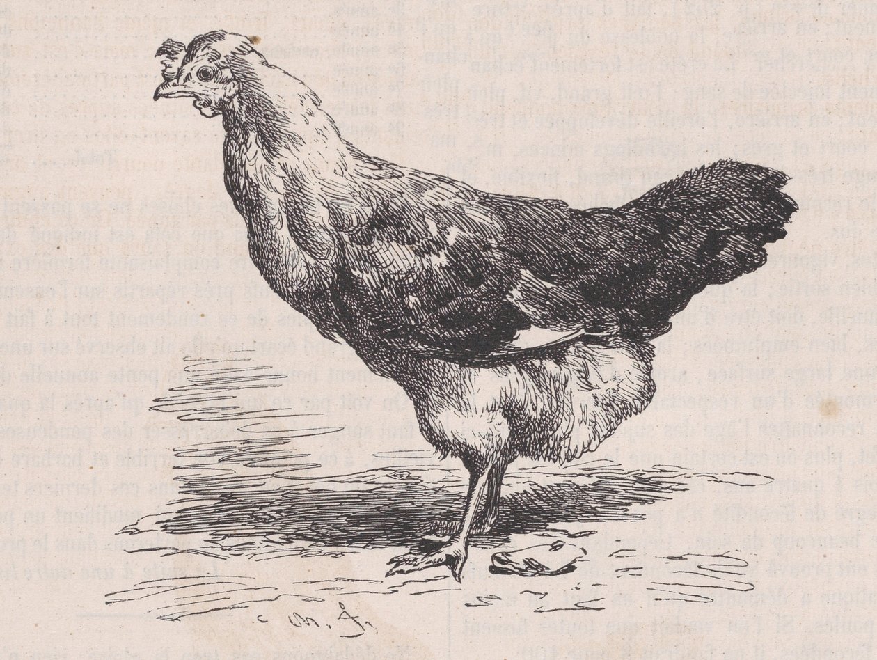 Poule française ordinaire, mauvaise pondeuse, du Magasin Pittoresque - Charles Emile Jacque