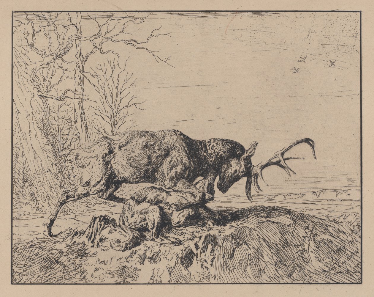 Cerf combattant un loup, d