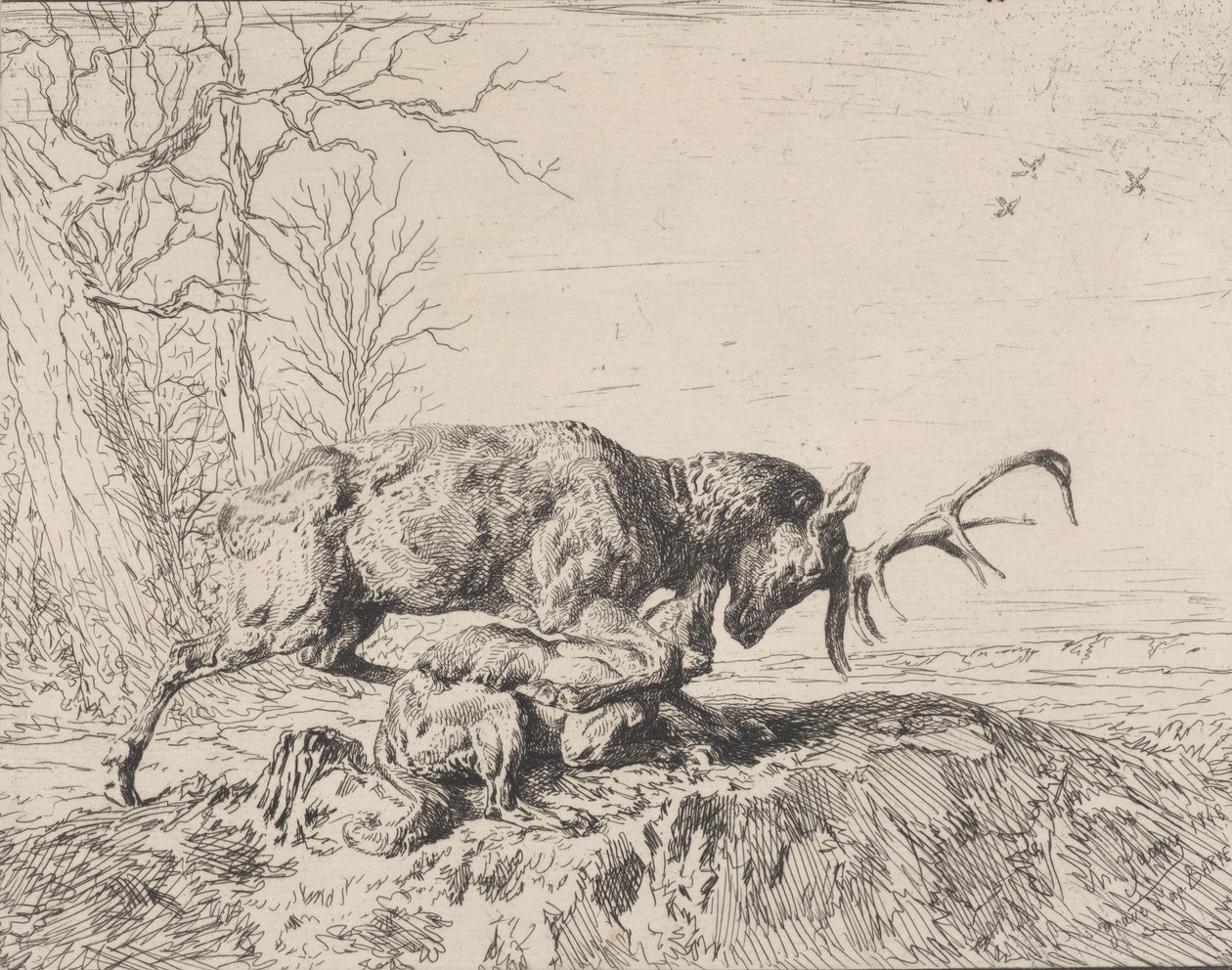 Cerf combattant un loup, d