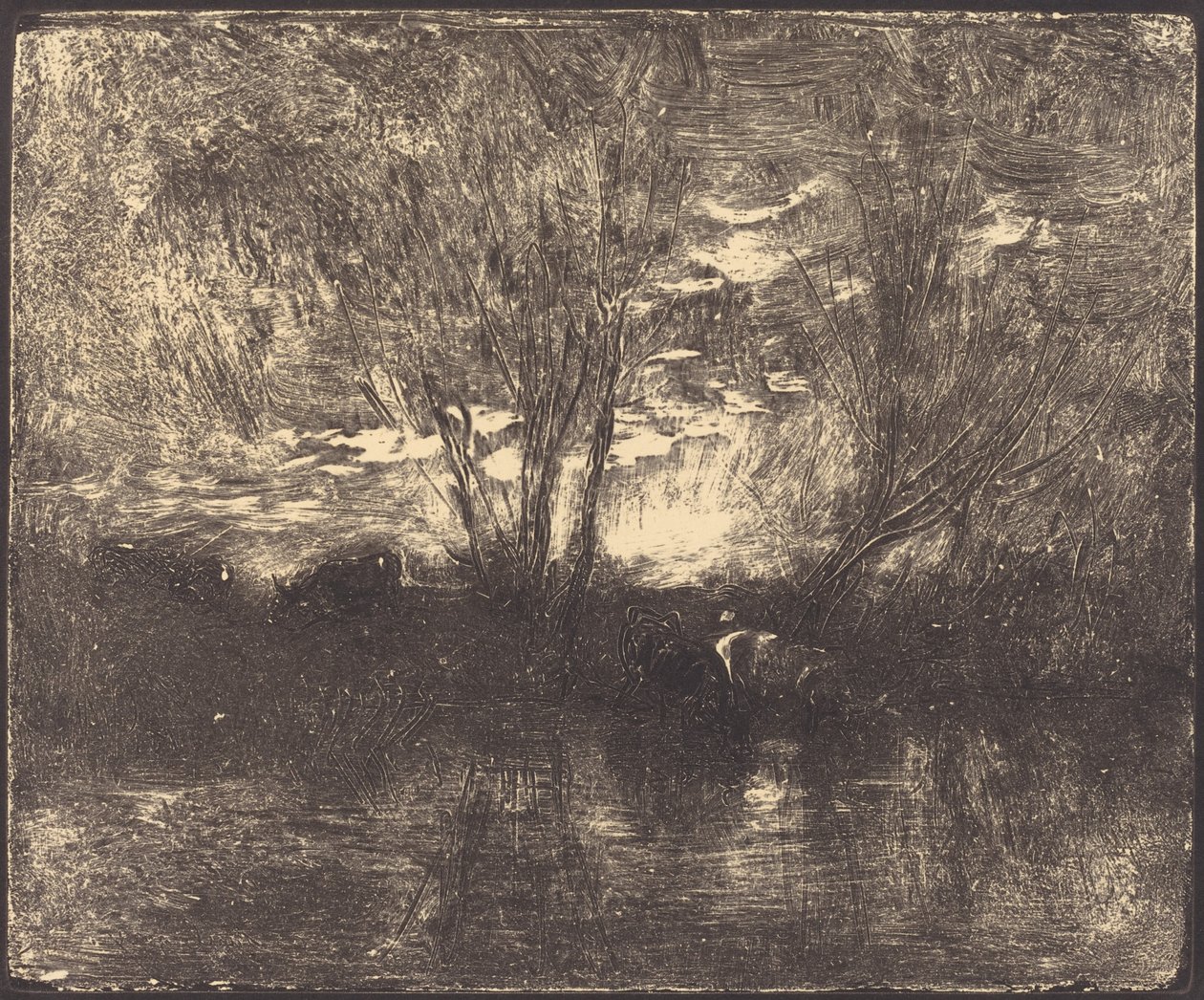 Vaches à l