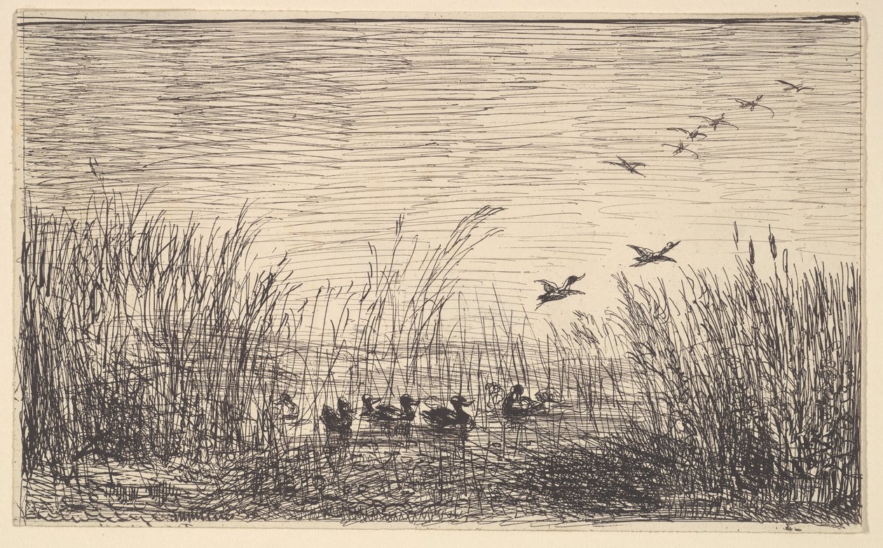 Canards dans les marais - Charles Francois Daubigny