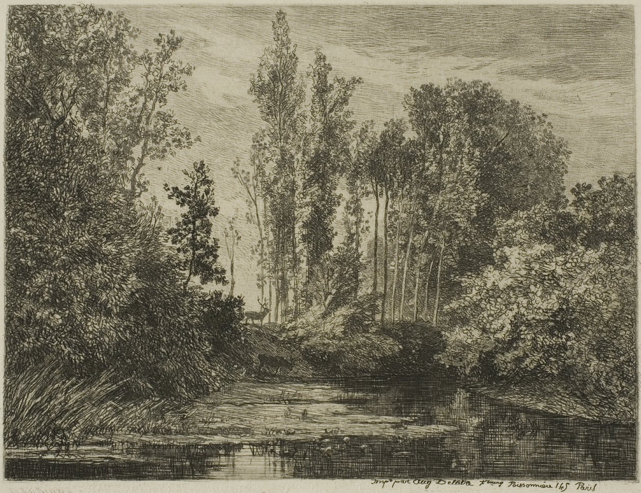 Cerfs au bord de l