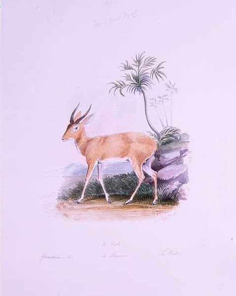 Kob par James Edwin Edward Dawe, de 