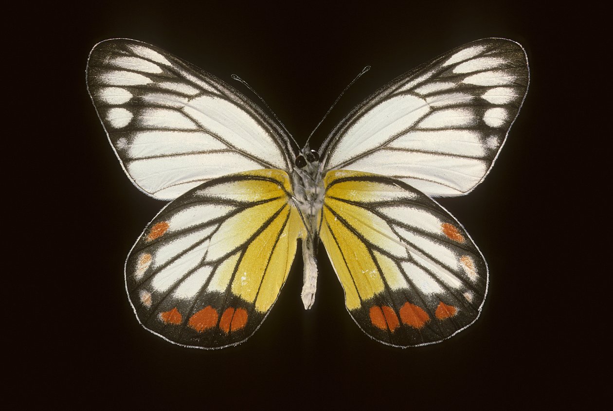 Delias hyparete, Mâle - Augustus Kollner