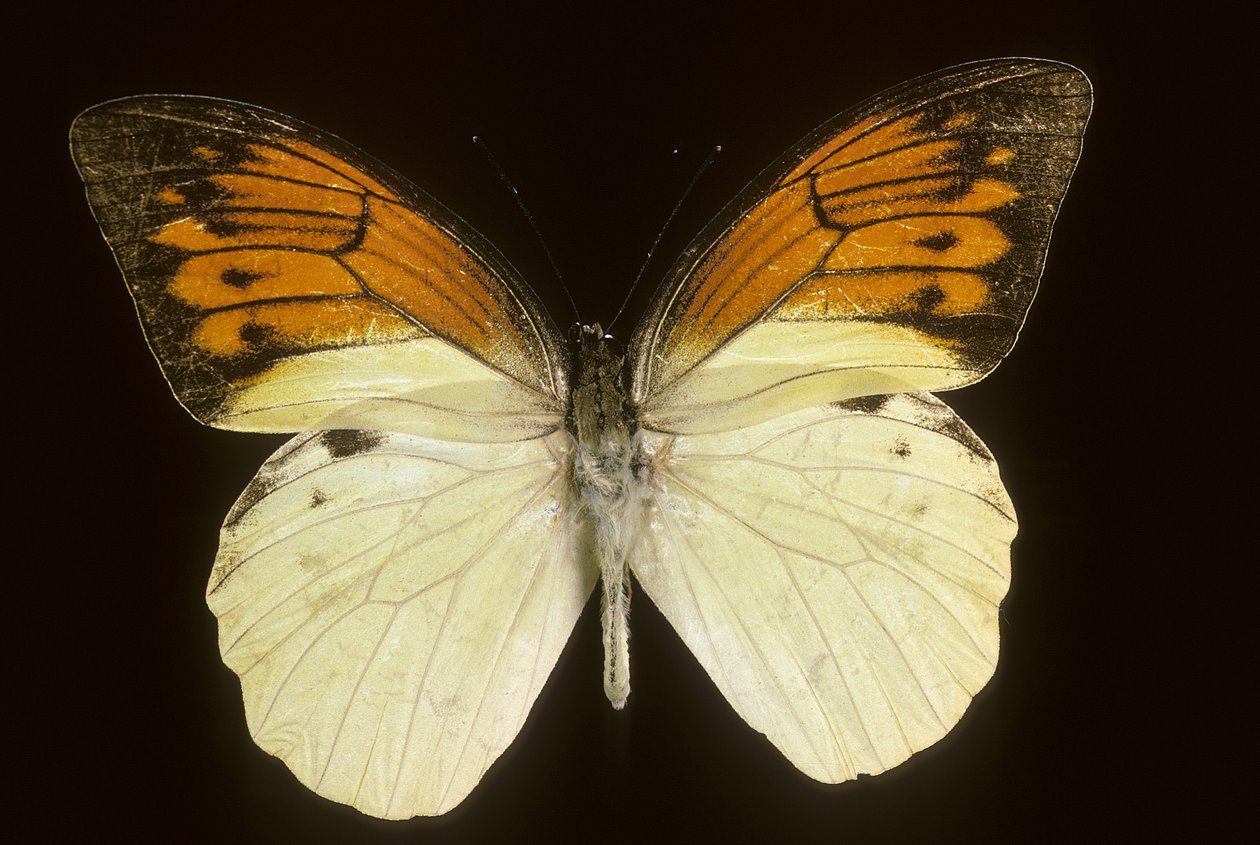 Hebomoia leukippe sulfurea - Augustus Kollner
