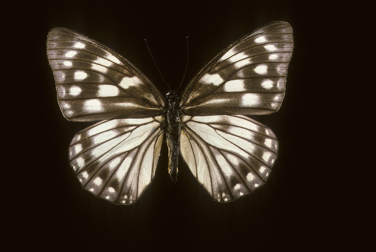 Hestina japonica - Augustus Kollner