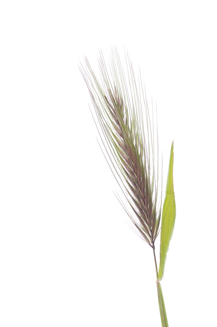 Hordeum murinum subsp. murinum, Orge des rats - Augustus Kollner