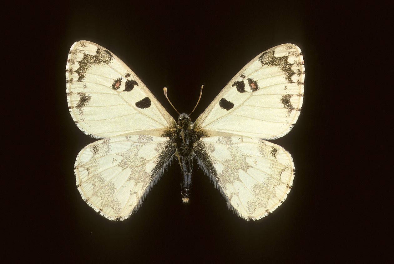 Hypermnestra helios - Augustus Kollner