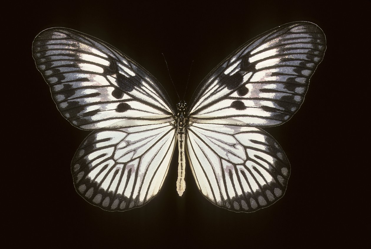 Idea blanchardi - Augustus Kollner