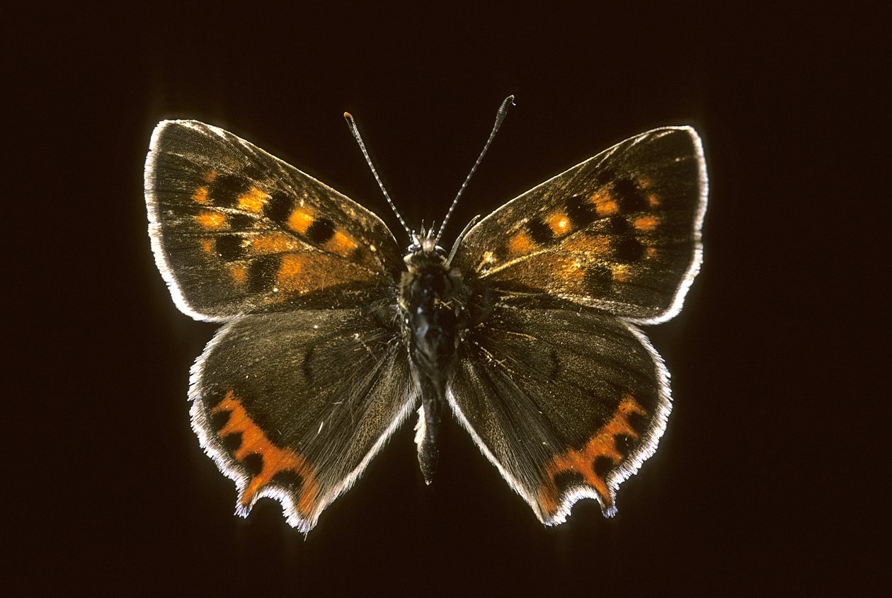 Lycaena phlaeas - Augustus Kollner