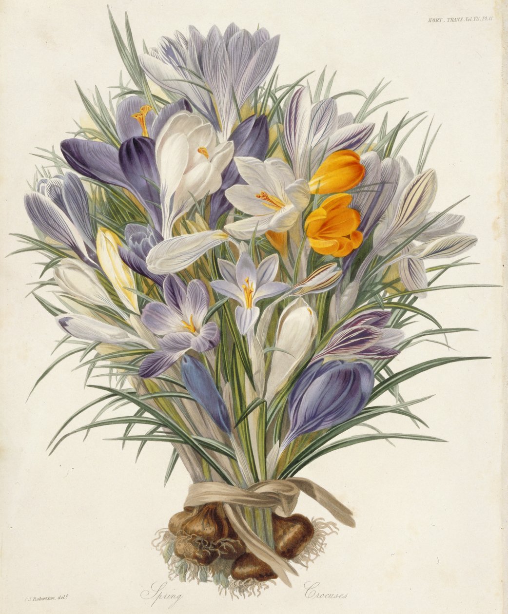 Crocus de printemps, planche des Transactions of the Horticultural Society, Londres, vol VII, 1830 - Charles John Robertson