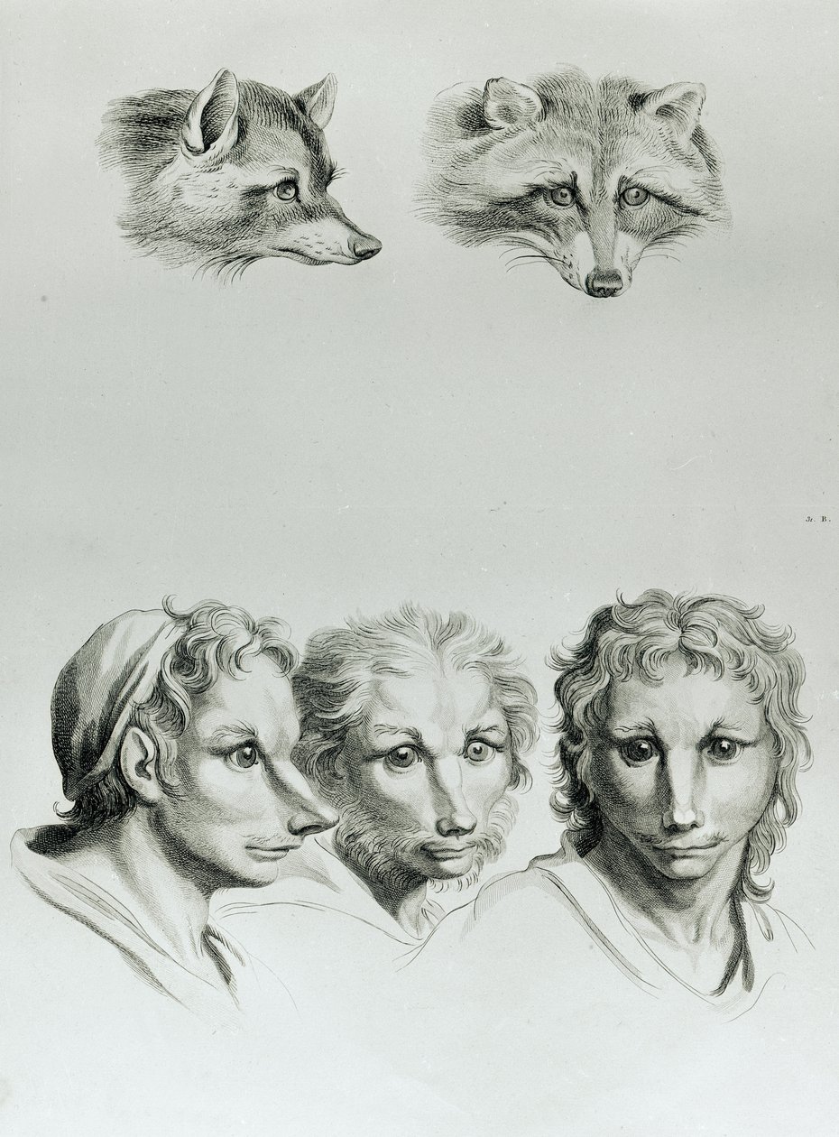 Similarités entre la tête d